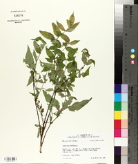 Aralia spinosa image