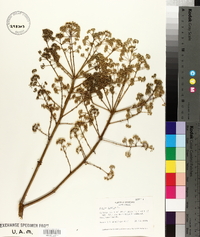 Aralia spinosa image