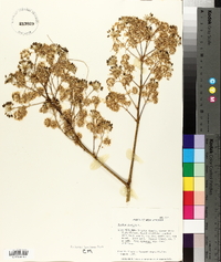 Aralia spinosa image