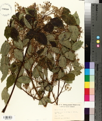 Aralia spinosa image