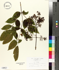 Aralia spinosa image