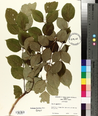 Aralia spinosa image