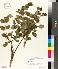 Aralia spinosa image