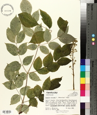 Aralia spinosa image