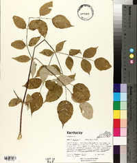 Aralia spinosa image