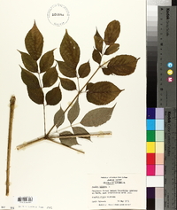 Aralia spinosa image