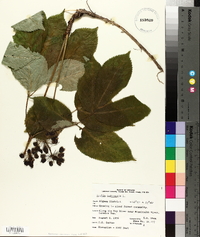 Aralia nudicaulis image