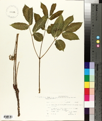 Aralia nudicaulis image