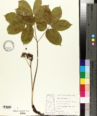 Aralia nudicaulis image