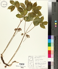 Aralia nudicaulis image