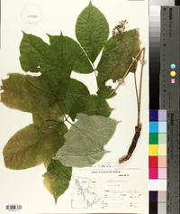 Aralia nudicaulis image