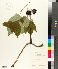 Aralia nudicaulis image