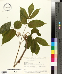 Aralia nudicaulis image