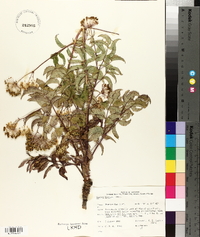 Aralia hispida image