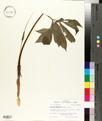 Arisaema dracontium image