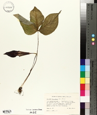 Arisaema atrorubens image