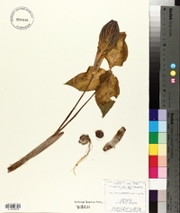 Arisaema atrorubens image