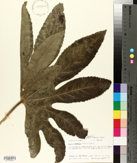 Fatsia japonica image