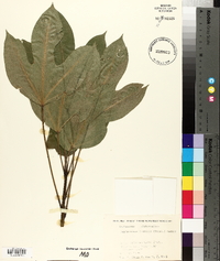 Dendropanax trifidus image