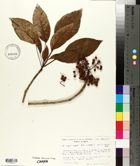 Dendropanax arboreus image