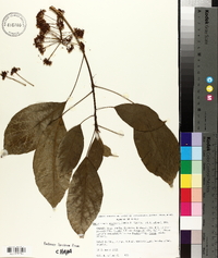 Dendropanax arboreus image