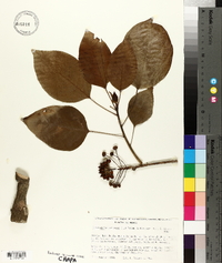 Dendropanax arboreus image