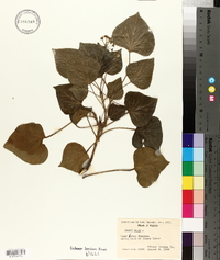 Hedera helix image