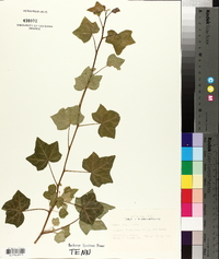 Hedera helix image