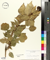 Hedera helix image