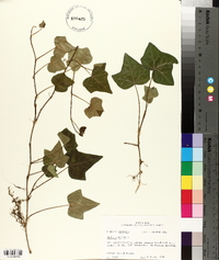 Hedera helix image