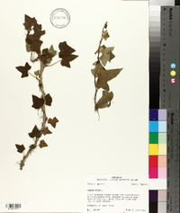 Hedera helix image