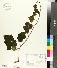 Hedera helix image