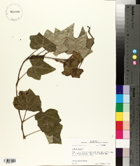 Hedera helix image