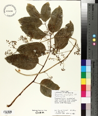 Polyscias grandifolia image
