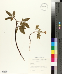 Panax trifolius image