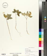 Panax trifolium image