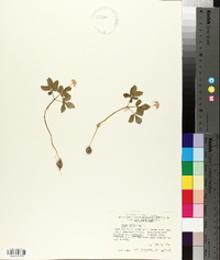 Panax trifolium image