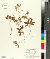 Panax trifolius image