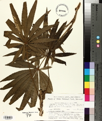 Image of Osmoxylon borneense