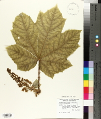 Oplopanax horridus image