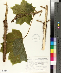 Oplopanax horridus image