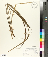 Phormium tenax image