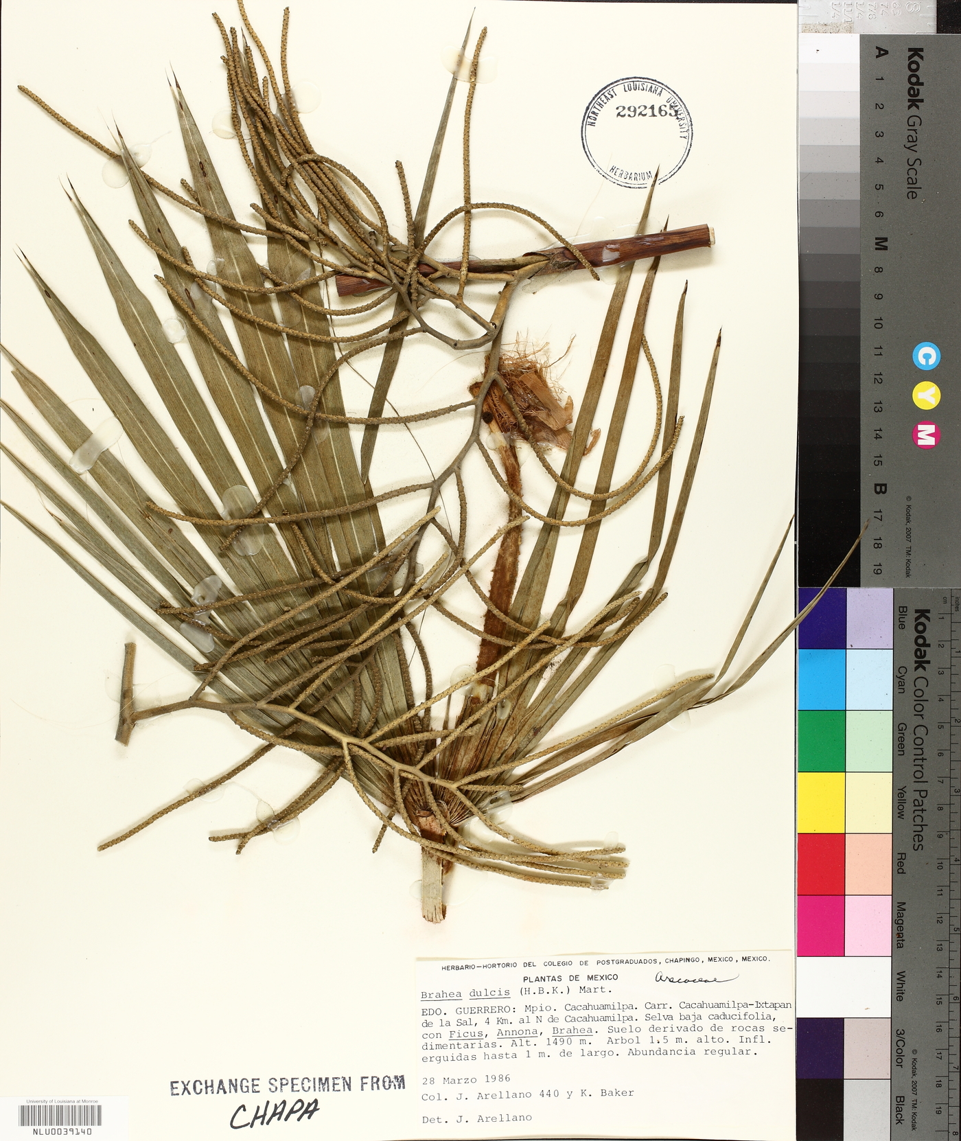 Brahea dulcis image