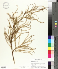 Serenoa repens image