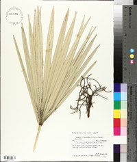 Serenoa repens image