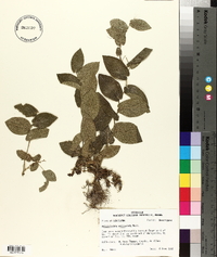 Aristolochia reticulata image