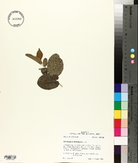 Aristolochia reticulata image