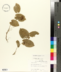 Aristolochia reticulata image