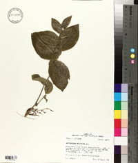 Aristolochia reticulata image