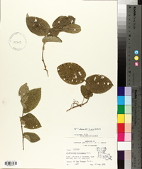 Aristolochia reticulata image